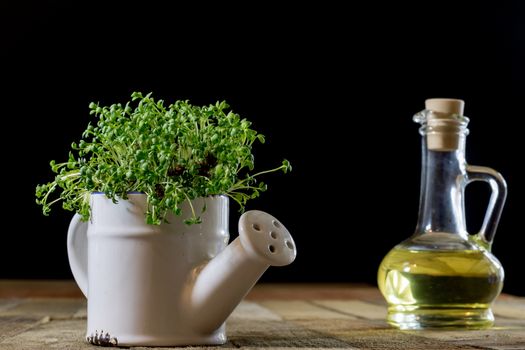 Fresh sprouts Cress. Black ground. Wooden table. Black background. Flowerpot in the shape of a watering can.