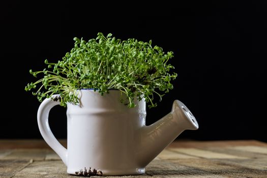 Fresh sprouts Cress. Black ground. Wooden table. Black background. Flowerpot in the shape of a watering can.