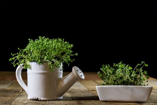 Fresh sprouts Cress. Black ground. Wooden table. Black background. Flowerpot in the shape of a watering can.