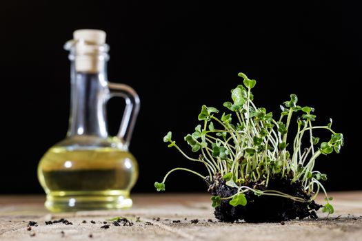 Fresh sprouts Cress. Black ground. Wooden table. Black background. Flowerpot in the shape of a watering can.