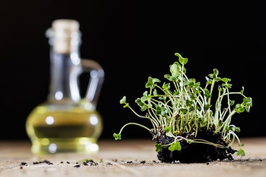 Fresh sprouts Cress. Black ground. Wooden table. Black background. Flowerpot in the shape of a watering can.