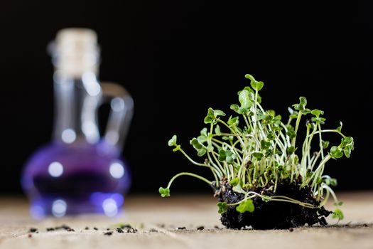 Fresh sprouts Cress. Black ground. Wooden table. Black background. Flowerpot in the shape of a watering can.