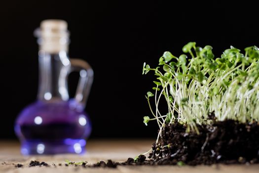 Fresh sprouts Cress. Black ground. Wooden table. Black background. Flowerpot in the shape of a watering can.