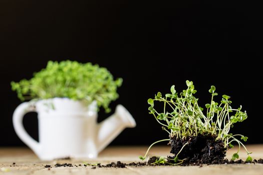 Fresh sprouts Cress. Black ground. Wooden table. Black background. Flowerpot in the shape of a watering can.