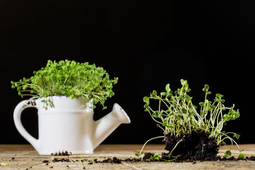 Fresh sprouts Cress. Black ground. Wooden table. Black background. Flowerpot in the shape of a watering can.