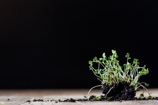 Fresh sprouts Cress. Black ground. Wooden table. Black background. Flowerpot in the shape of a watering can.