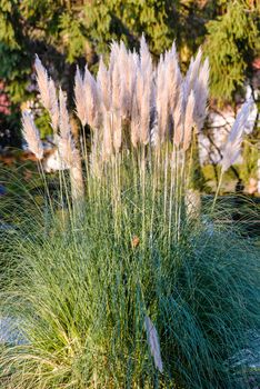 Pampas Decorative Grass in sunset sun light, Pampas Ornamental Grass is popular for landscaping gardens