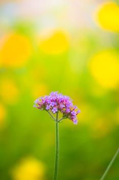 The background image of the colorful flowers, background nature