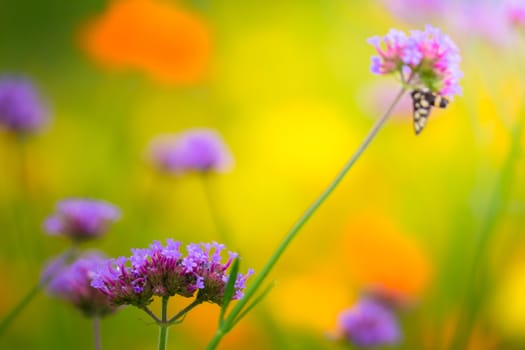 The background image of the colorful flowers, background nature