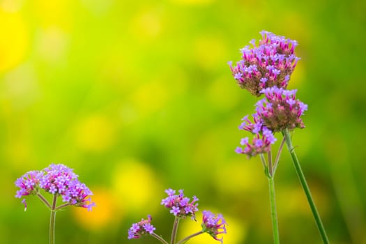 The background image of the colorful flowers, background nature