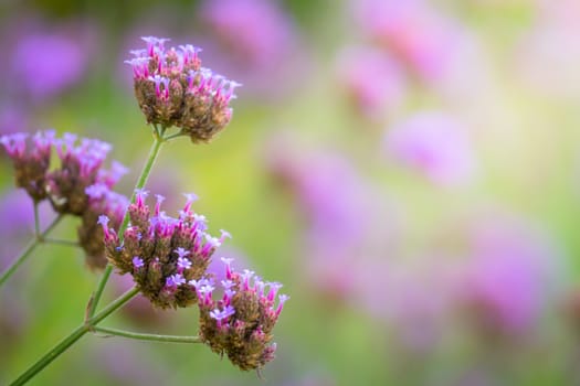 The background image of the colorful flowers, background nature