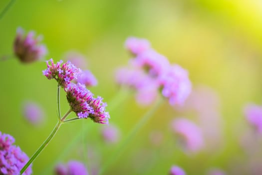 The background image of the colorful flowers, background nature