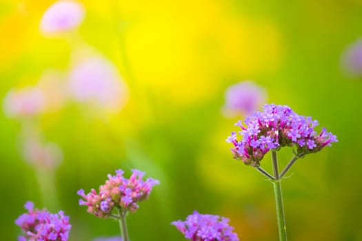 The background image of the colorful flowers, background nature