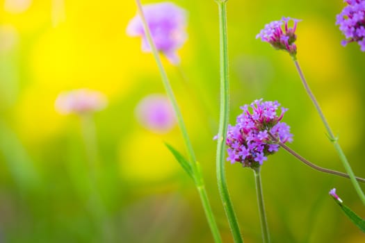 The background image of the colorful flowers, background nature