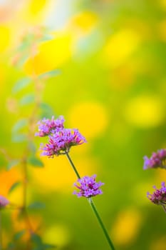 The background image of the colorful flowers, background nature