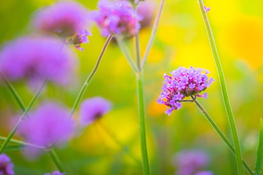 The background image of the colorful flowers, background nature