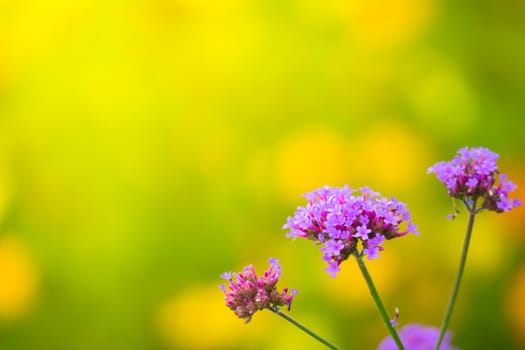 The background image of the colorful flowers, background nature