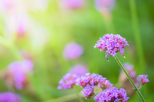 The background image of the colorful flowers, background nature