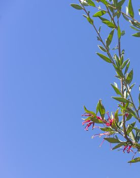 Australian Red grevillea flower with green foliage against clear blue sky  for condolences greeting card background