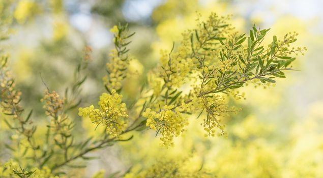 Spring time in Australia with yellow wattle flowers blossoming and bokeh background