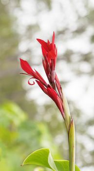 Canna edulis red arrow-root flower known as Queensland arrowroot