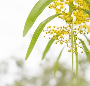 Australian Spring wattle flowers with neutral background for copy space