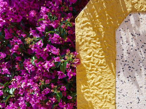 Blooming Bougainvillea Paper flower by a typical Spanish wall