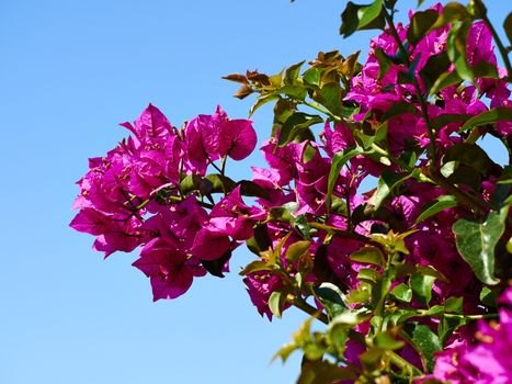 Blooming Bougainvillea Paper flower with clear blue summer sky background