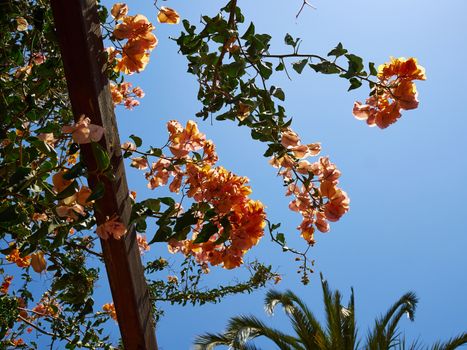 Blooming Bougainvillea Paper flower with clear blue summer sky background 