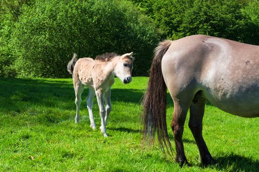 Wild horses in Neandertal. Tarpan is a Eurasian wild horse obtained by re-breeding.