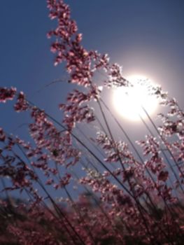 Blurred pampas grass and sun on background