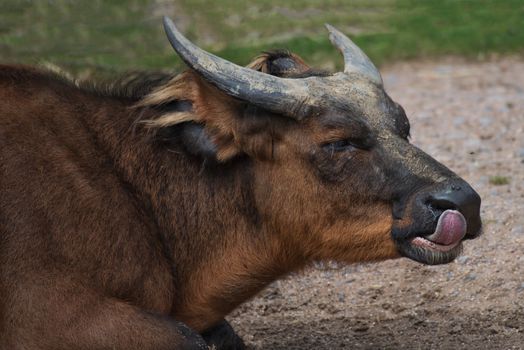 A close portrait of an african forest buffalo lying on the ground with its tongue out licking its lips