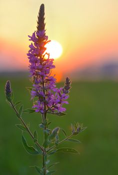 Larkspur (Delphinium nuttallianum) wild flower