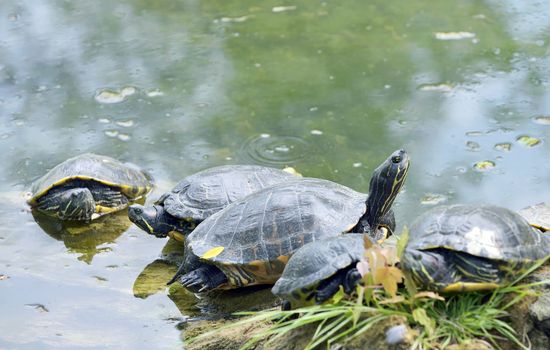 Western painted turtle (chrysemys picta) sitting on wood