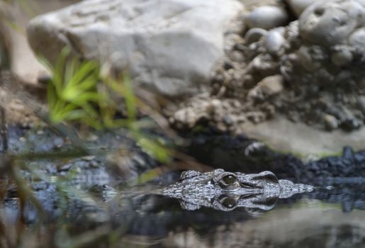 Reflexion of crocodile swimming in water