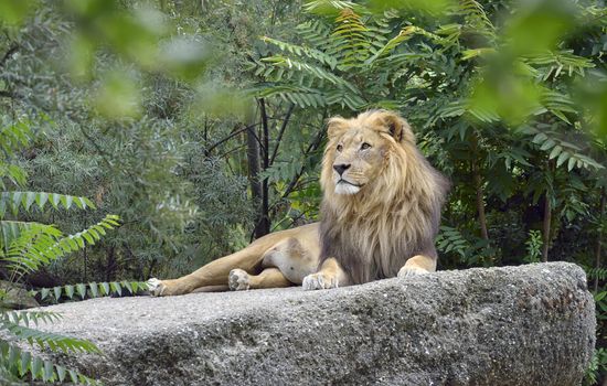 Wild african lion in forest