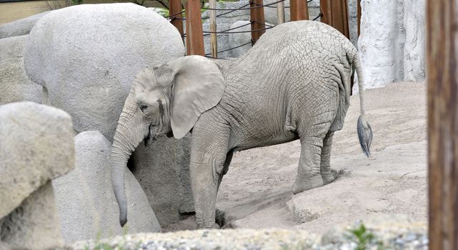 Details of baby elephant at zoo