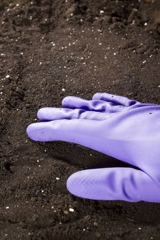 Hand in a rubber glove on freshly plowed soil