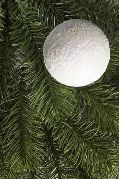 White Christmas ball on a green spruce branch