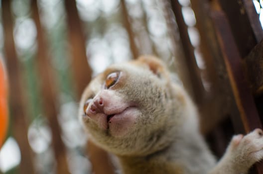 Lorises are nocturnal and locomotion is a slow and cautious climbing form of quadrupedalism.