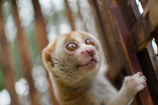 Lorises are nocturnal and locomotion is a slow and cautious climbing form of quadrupedalism.