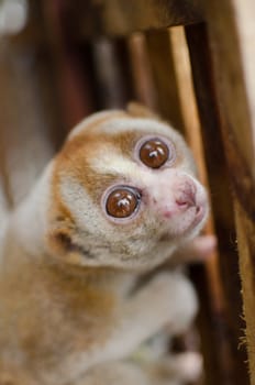 Lorises are nocturnal and locomotion is a slow and cautious climbing form of quadrupedalism.