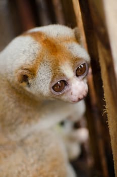 Lorises are nocturnal and locomotion is a slow and cautious climbing form of quadrupedalism.