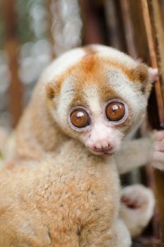 Lorises are nocturnal and locomotion is a slow and cautious climbing form of quadrupedalism.