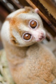 Lorises are nocturnal and locomotion is a slow and cautious climbing form of quadrupedalism.