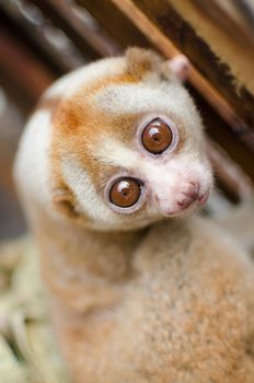 Lorises are nocturnal and locomotion is a slow and cautious climbing form of quadrupedalism.