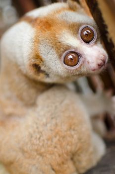 Lorises are nocturnal and locomotion is a slow and cautious climbing form of quadrupedalism.