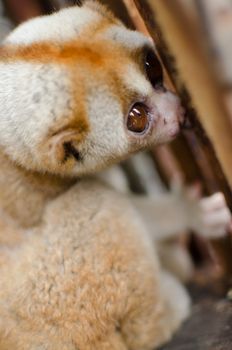 Lorises are nocturnal and locomotion is a slow and cautious climbing form of quadrupedalism.