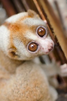 Lorises are nocturnal and locomotion is a slow and cautious climbing form of quadrupedalism.