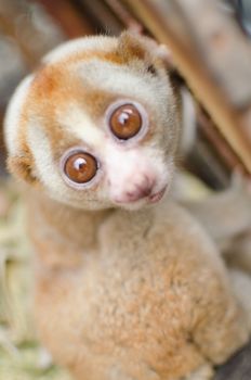 Lorises are nocturnal and locomotion is a slow and cautious climbing form of quadrupedalism.